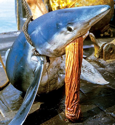 Result of shark dart used on a shark