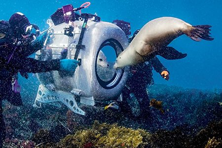 Howard Hall and Peter Kragh film Australian sea lions