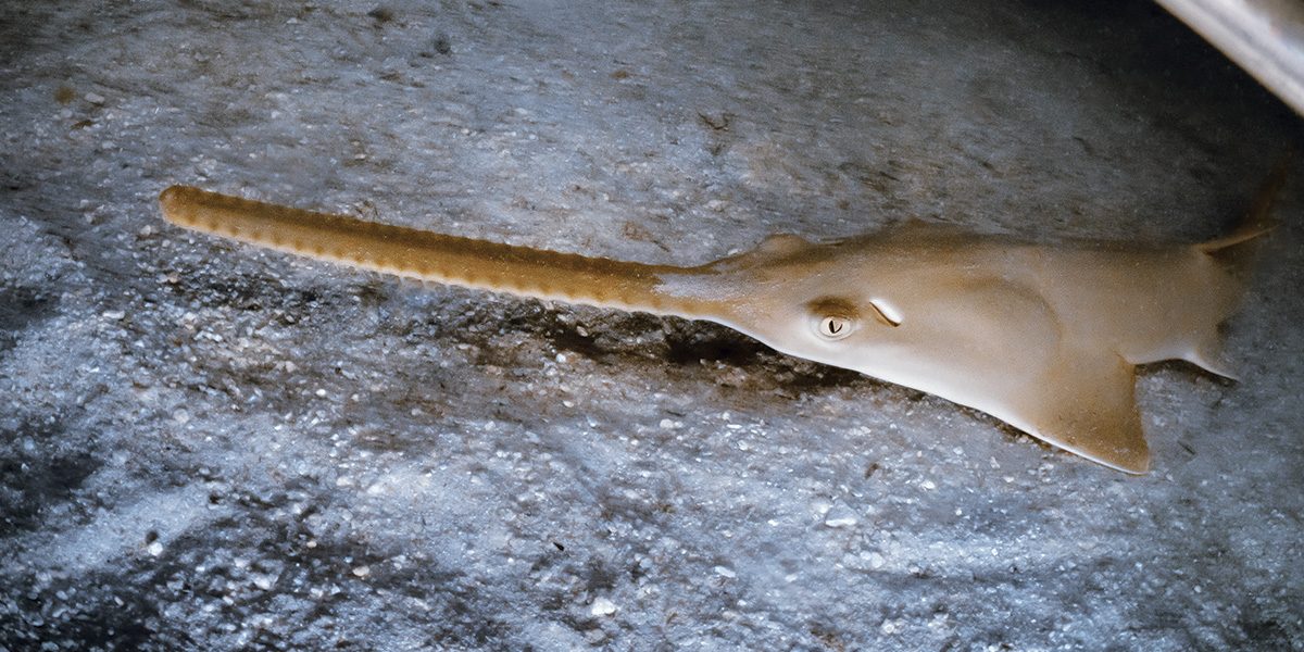 Smalltooth sawfish