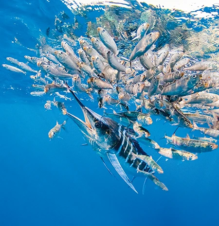 A striped marlin feeds on a baitball of sardines