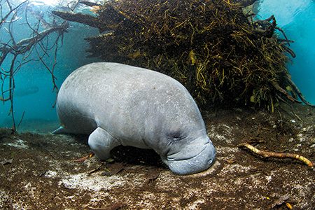 Manatee