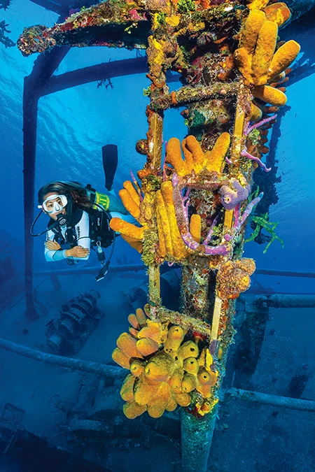 Diver Sam Lungari swims alongside a dense growth of colorful sponges
