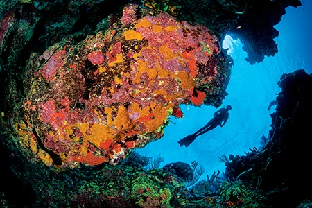 divers seeking highly decorated reefs