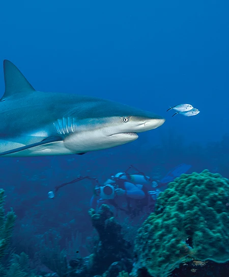 A Caribbean reef shark cruises a shallow coral reef