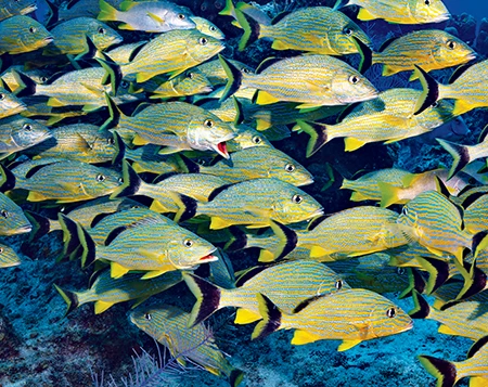 Large schools of bluestriped grunts