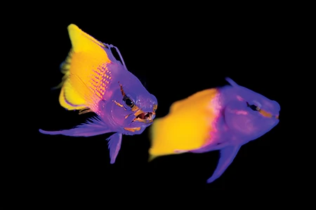 A pair of male fairy basslets