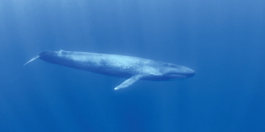 Blue whale