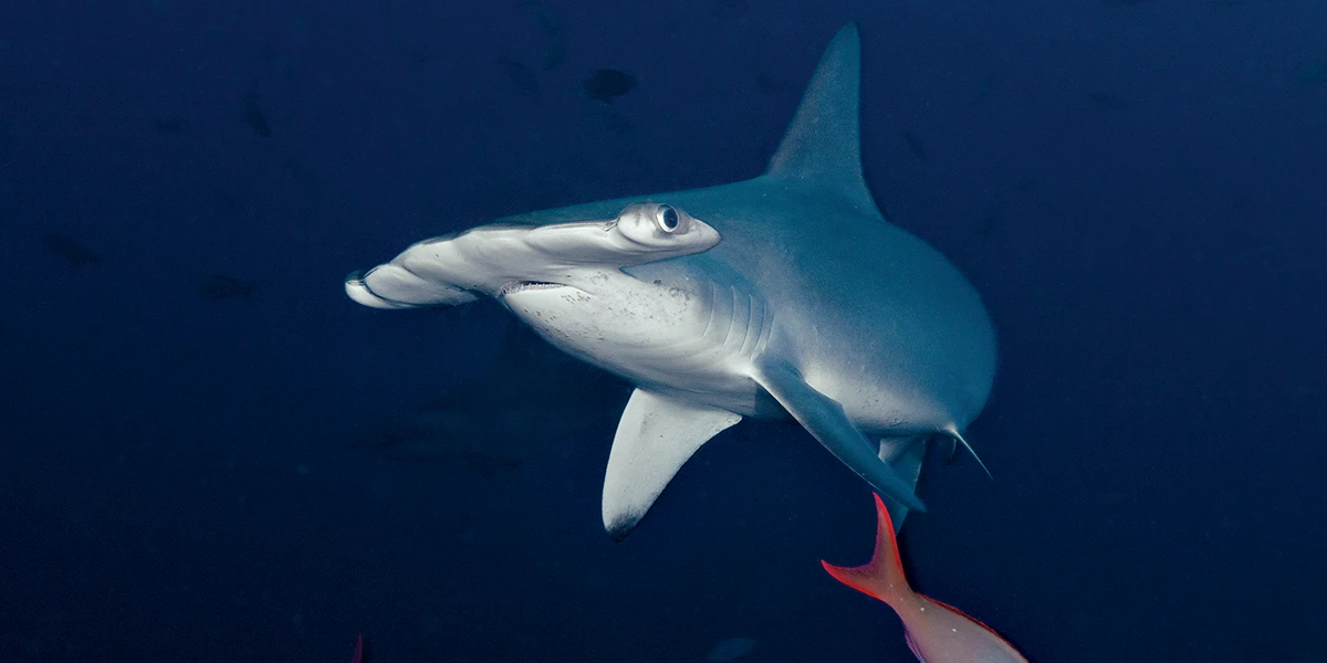 A hammerhead shark