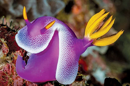 Hypselodoris apolegma or Risbecia apolegma