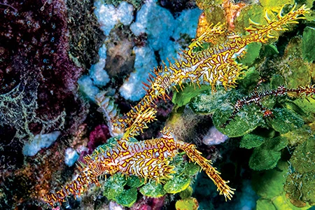 Ornate ghost pipefish