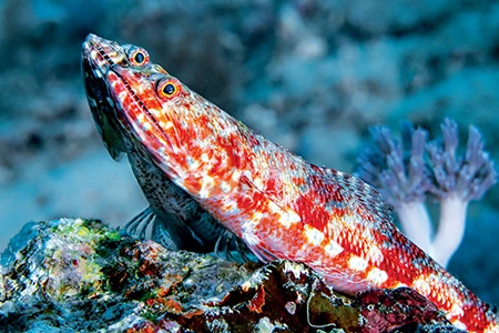 The reef lizardfish