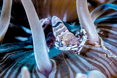 This glass anemone shrimp