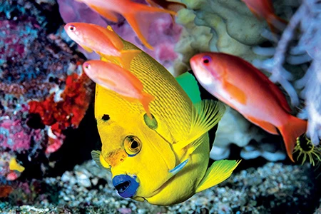 The threespot angelfish