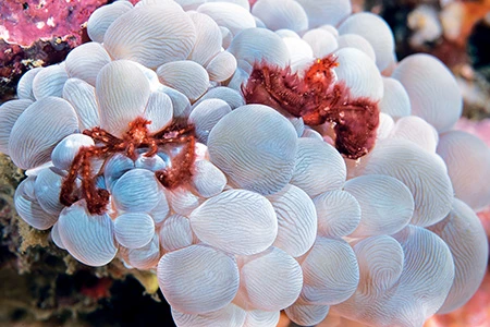 The orangutan crab on bubble coral.