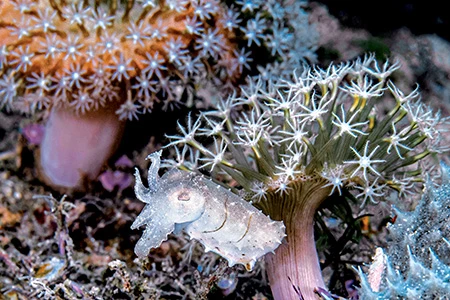 A pygmy dwarf cuttlefish