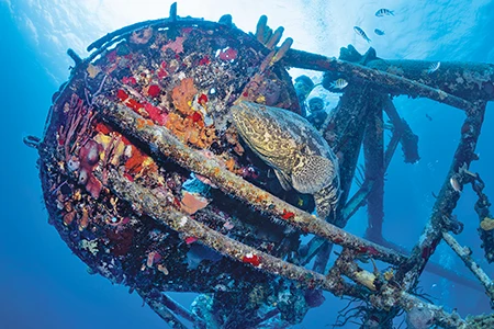 An Atlantic goliath grouper swims amid the wreckage of the Kittiwake.