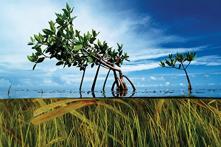 mangrove tree