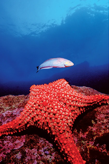 One early morning I found this Pacific creole wrasse attracted by an intensely red starfish.