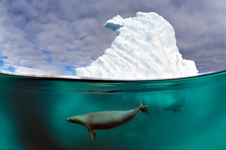 Weddell seals under an iceberg