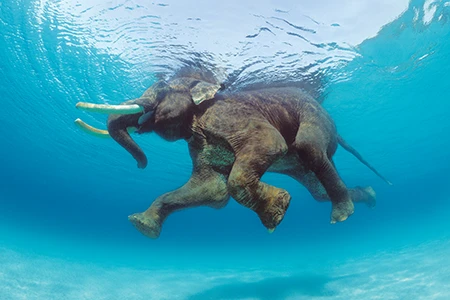 elephant swimming