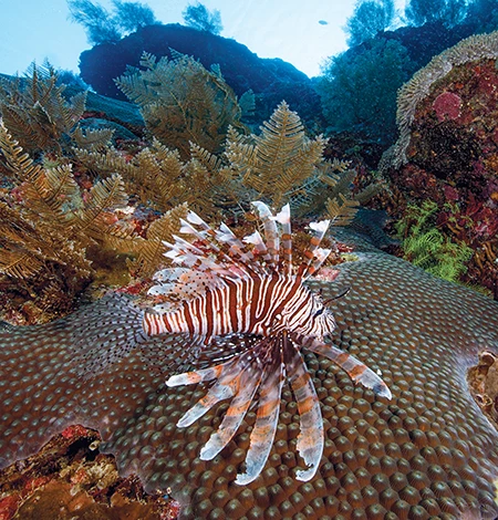 Lionfish is a common tropical coral reef resident