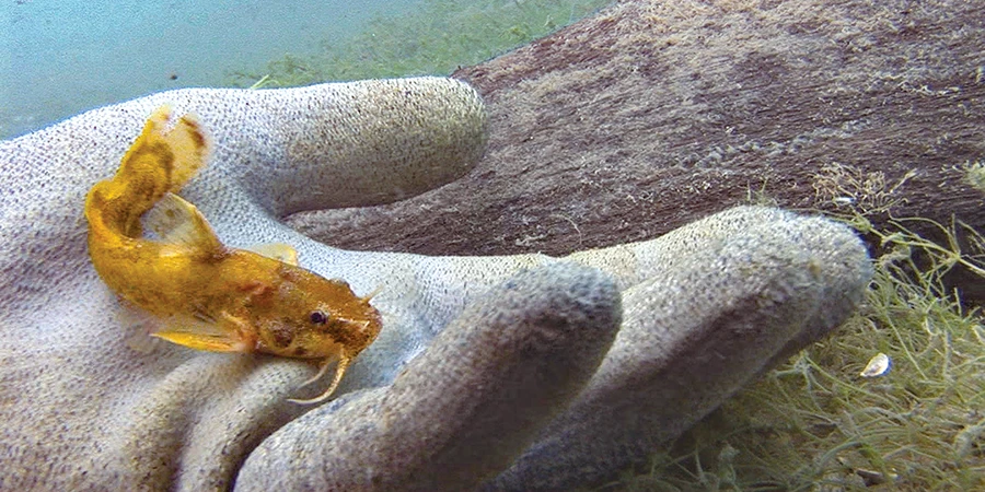 The tiny northern madtom is a freshwater catfish species