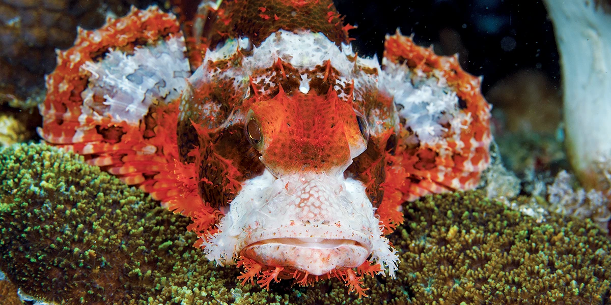 Scorpionfish is a common tropical coral reef resident in both Pacific and Atlantic/Caribbean waters.