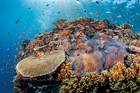 Anemones cover the top reef