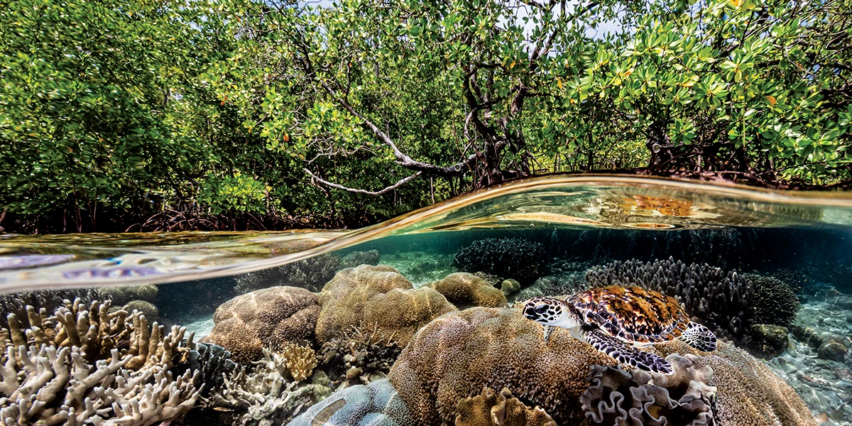 hawksbill sea turtle