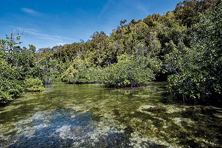 The shallow bluewater mangroves of Gam Island in central Raja Ampat grow in crystal-clear water. 