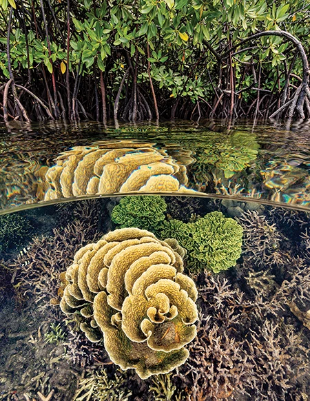 lettuce and staghorn corals