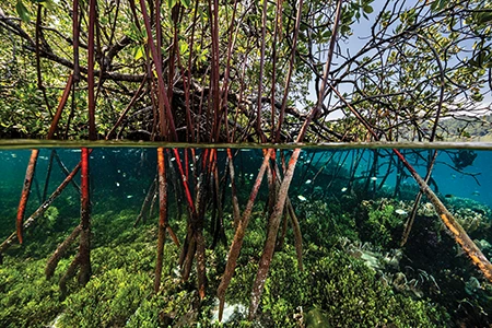 mangrove forest habitat