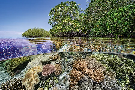 Hard and soft corals