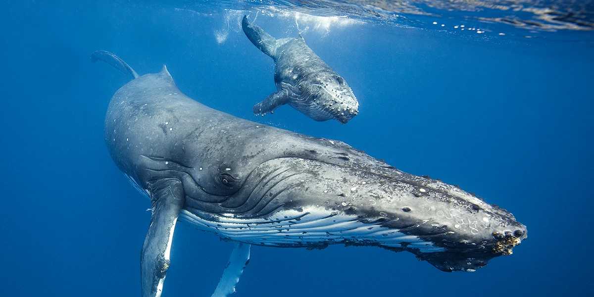 Humpback whales