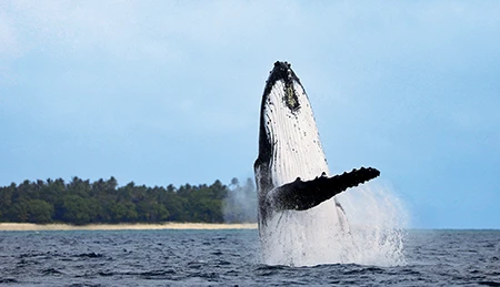 It’s well worth bringing a second camera and a long lens for surface shots, especially with species such as humpbacks