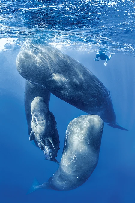 sperm whales