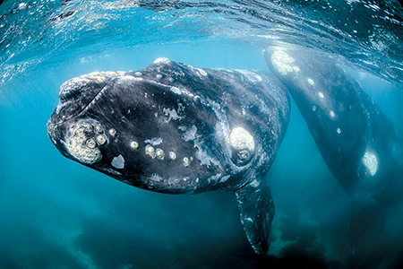 southern right whale calf