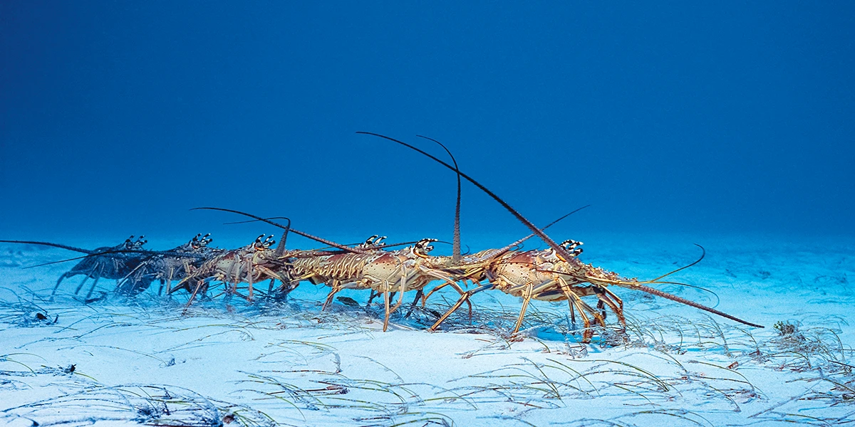 Caribbean spiny lobsters