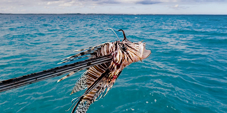 lionfish hunting