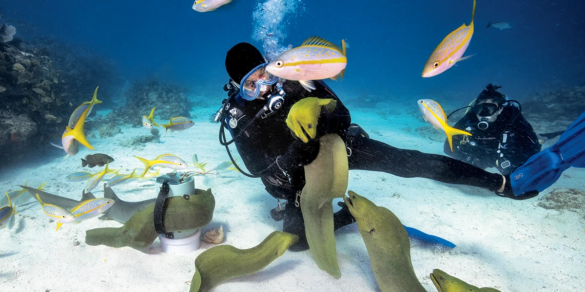 green moray eels approach diver