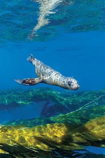 A California sea lion