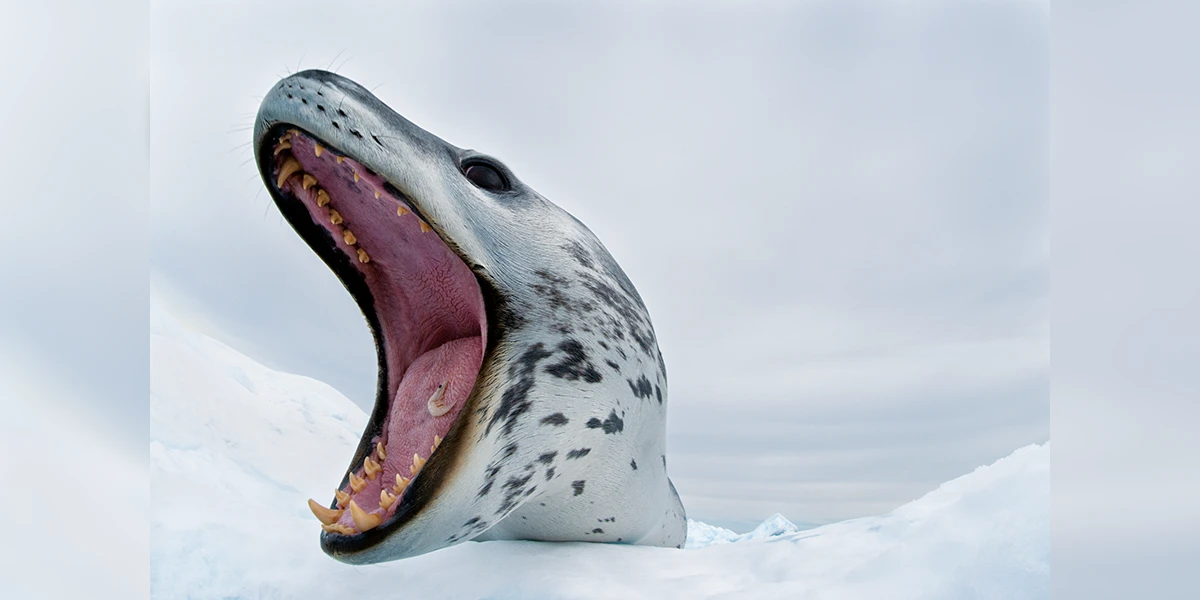 leopard seal