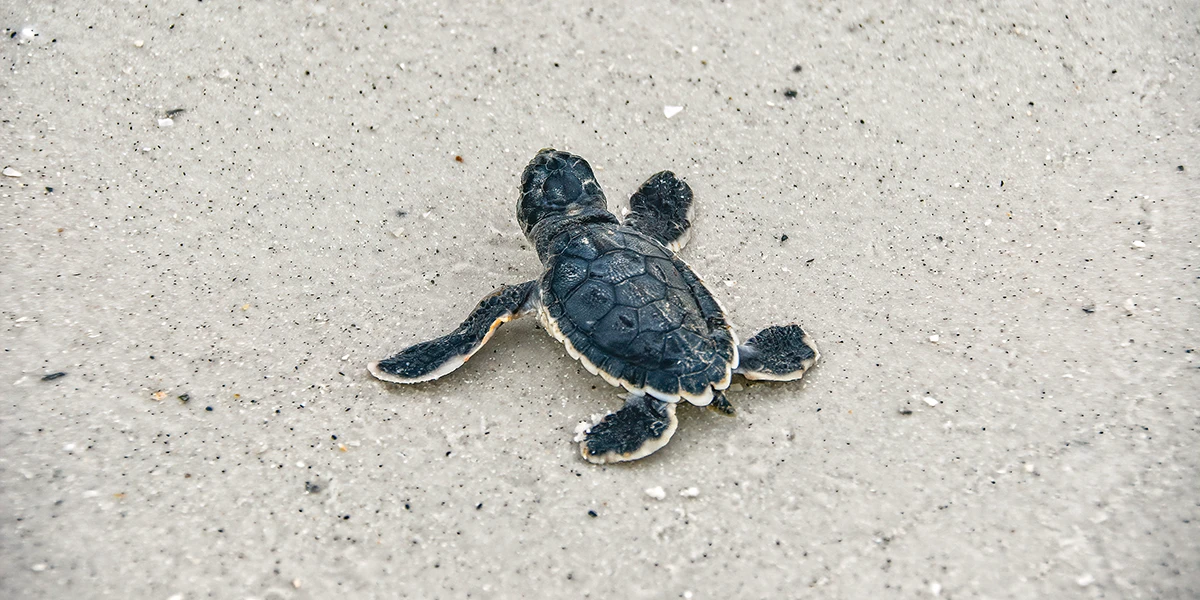 baby sea turtle
