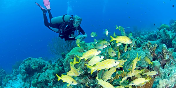 diving in Bonaire