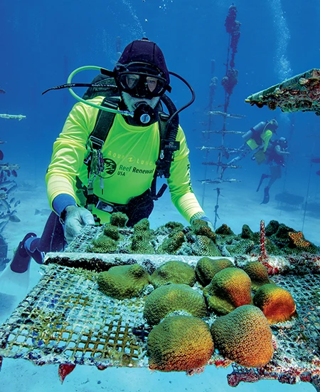 Nedimyer maintains star corals in the in-water nursery
