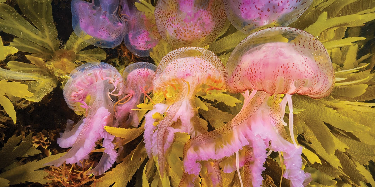 A collection of mauve stinger jellyfish