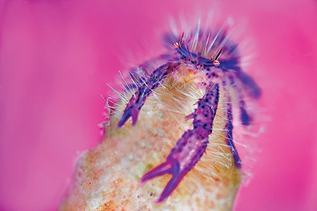 hairy squat lobster 