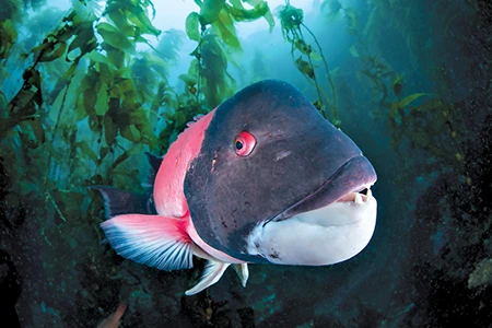 sheephead wrasse in the kelp 