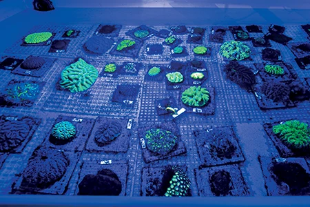 The coral biobank and restoration center glows under UV light at night.