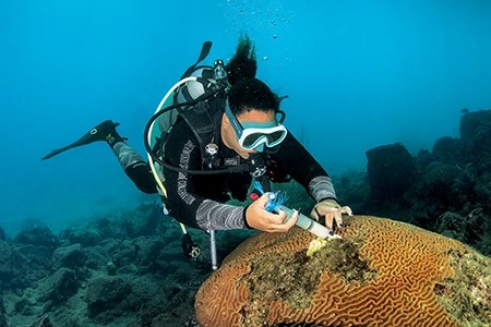 Divemaster Joy David treats a coral infected with stony coral tissue loss disease.